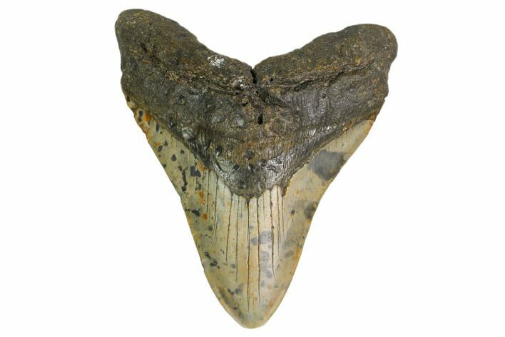 Fossil Megalodon Tooth - North Carolina #161441
